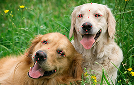 新币2平台注册狗脸关键点标注技术引发行业关注